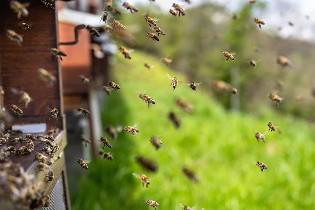 spécialiste en gestion des abeilles