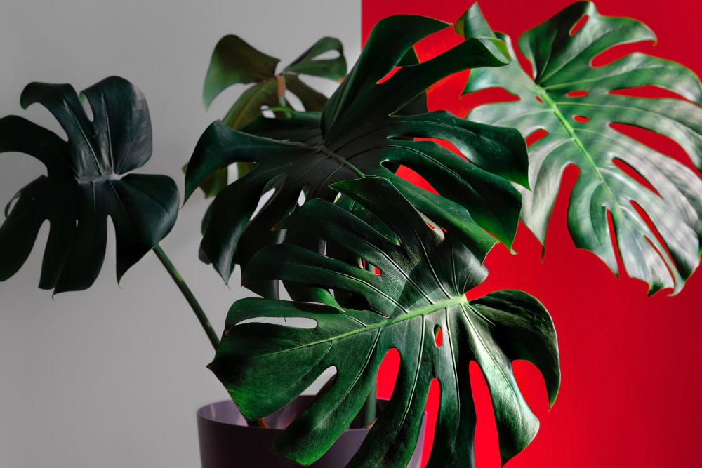 Feuilles de Monstera Deliciosa matures aux découpes caractéristiques devant un fond bicolore gris et rouge