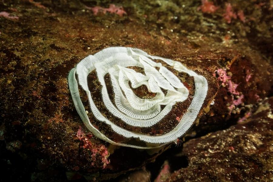 Une structure organique blanche en spirale rappelant le Mycelium decor sur une roche sombre.