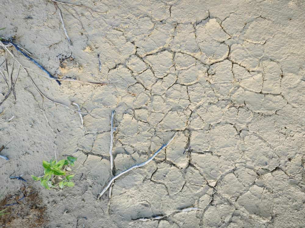 Terrain aride parsemé de brindilles sèches et de fissures de sécheresse avec une petite plante verte isolée