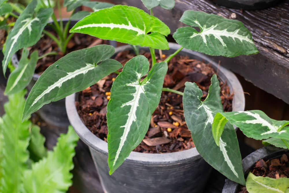 Gros plan d'un Scindapsus pictus argyraeus aux feuilles vert foncé et nervures blanches contrastées dans un pot de culture.